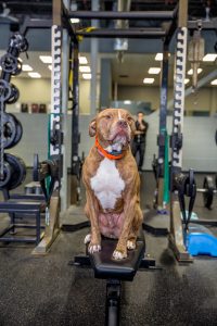 IPF Dogs at the gym